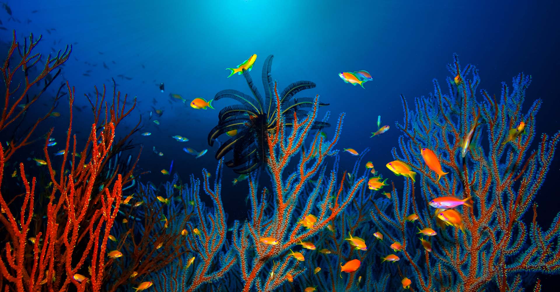 coral underwater